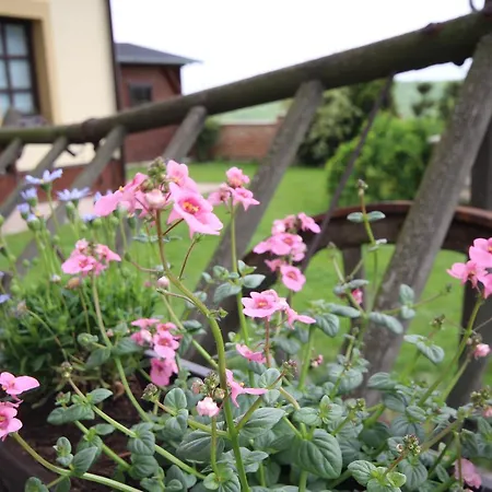 Guest house Ziva Palava Klentnice